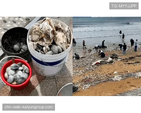 台风过后惠州赶海盛况引发生态与经济双关注，惠州市赶海最佳位置